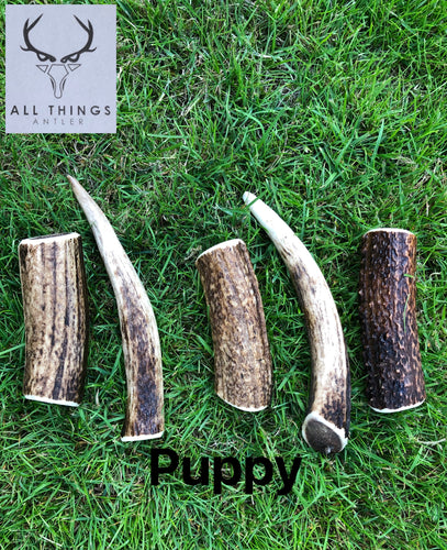 Deer Antler Chew - Puppy (Pack of 3)