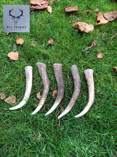 Deer Antler Tines - Large