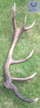 Whole Single Deer Antler - Large