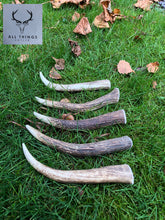 Deer Antler Tines - Large