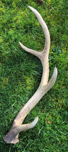 Whole Single Deer Antler - Small