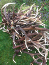 Whole Single Deer Antler - Medium