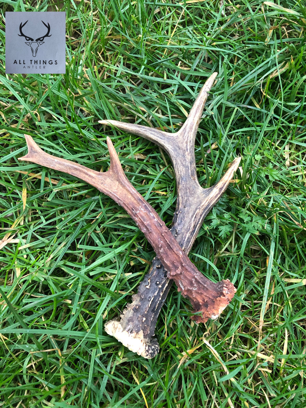 Roe Deer Antler - Large (complete antler)