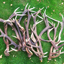 Whole Single Deer Antler - Large