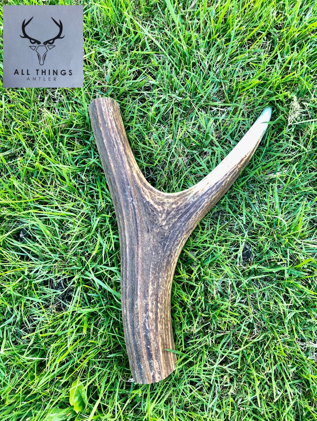 walking-stick-handle-y-section-all-things-antler-alm-commodities-ltd